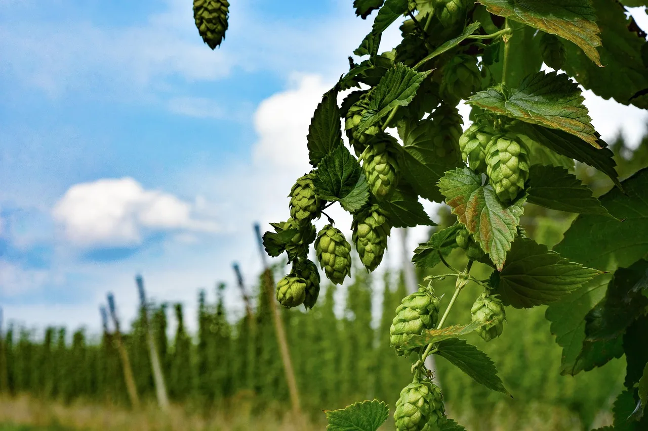 hop vines, hop, hop plants, hop garden, hallertau, holledau, bavaria, humulus lupulus, nature, tap seeds, strobiles, beer, brew, alcohol, brewery, hop, hop, humulus lupulus, beer, beer, beer, brewery, brewery, brewery, brewery, brewery. Brewery and taproom training sign off: five blocks from day one to the 90 day review
