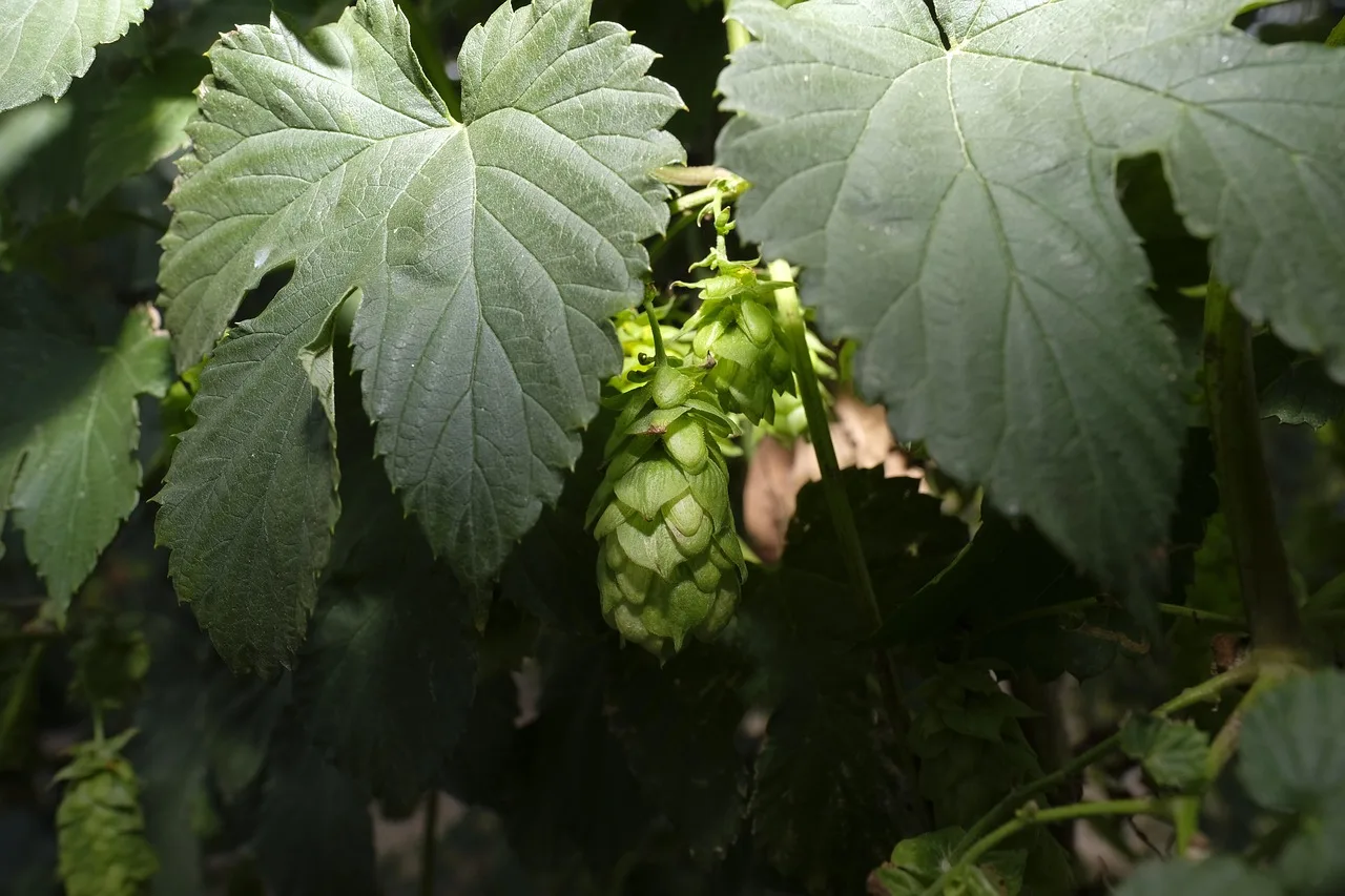 hop, hops flower, hop plant, seasoning, spice, beer, brew, brewery, brewmaster. Brewery and taproom inventory planning: reorder points